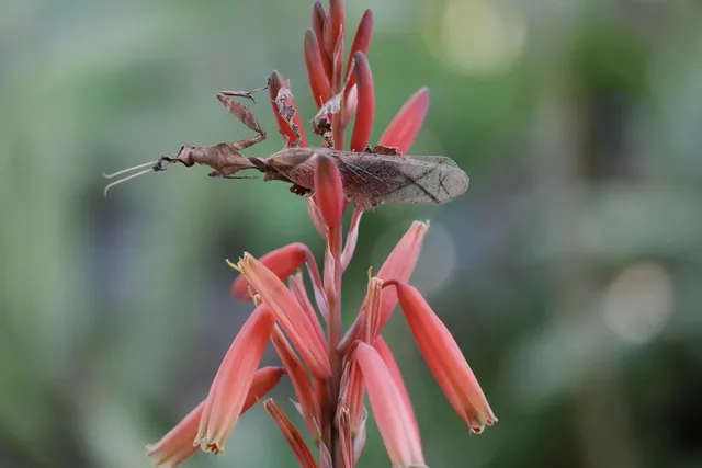 SAXX Vibe Black/Wood Camo Boxer Brief
